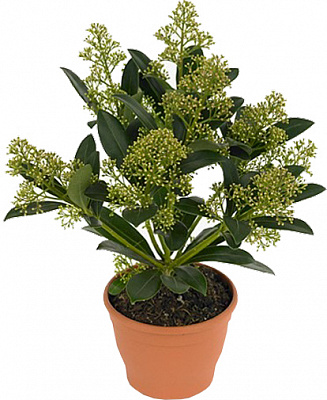 Рослина Скімія вайт d17/h25