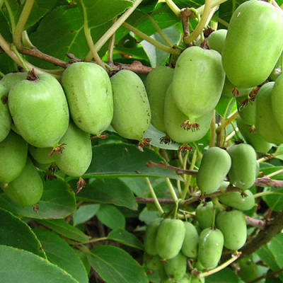 Растение Актинидия острая Jumbo (K23-S23 h40-60 C5)