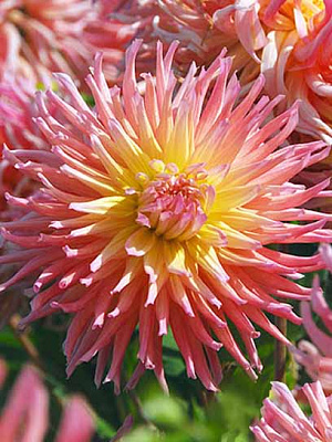 Коренебульба жоржини кактусової Стар Еліт 1 шт.