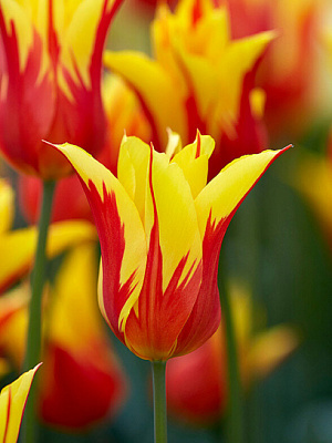 Цибулина тюльпана лілієцвітного Фаер Вінгс 3 шт. TUBERBULB Export B.V.