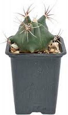 Кактус еморі d11/h12