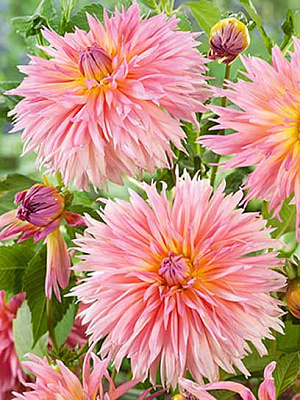 Корнеклубень TUBERBULB Export B.V. георгины фимбриаты Шагги Чик 1 шт. 