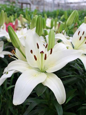 Цибулина лілії ОТ Міраколі 1 шт.