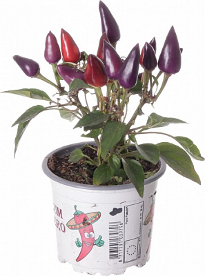 Растение капсикум фиолетовый 11/25