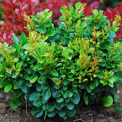 Растение Барбарис микс d17/h35