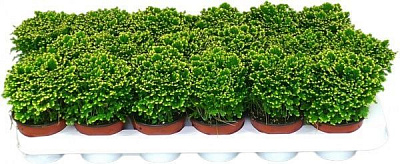 Растение селагинела джори компакта 9х15 см