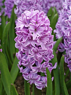 Луковица гиацинта Сплендид Корнелия 2 шт. 