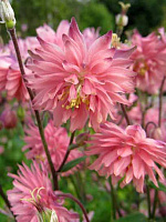 Кореневище Heemskerk Vasteplanten B.V. орликів Роуз Барлоу 1 шт. 