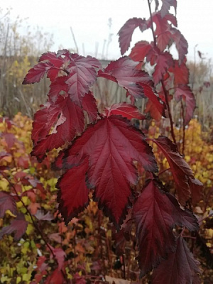 Растение Пухрородник красный С7.5