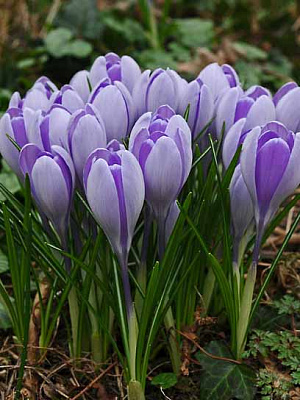 Клубнелуковица крокуса крупноцветкового Венгард 4 шт. 