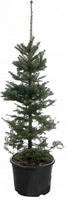 Растение Ель колючая Picea pungens var.'Glauca Majestic' 60L h-170+ см