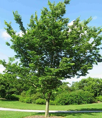 Рослина Залізне дерево Celtis occid entalis h 300-350 см d 9-10 см