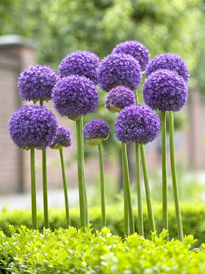 Цибулина цибулі декоративної Гладіатор 1 шт.