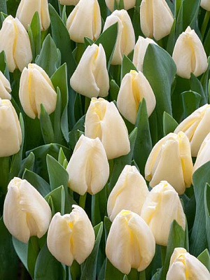 Луковица тюльпана триумф Чирс 3 шт. 