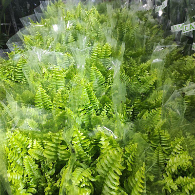 Рослина Нефролепіс 12х30 Green Moment