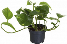 Растение комнатное Эпипремнум Ауремум 12x20 см