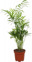 Растение Хамидорея 09х20 см