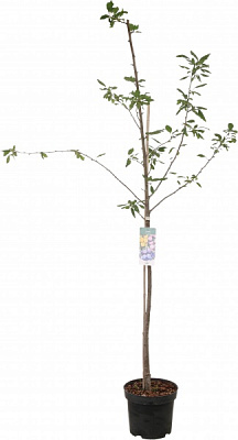 Саженец Декоплант сливы 2р (C7)