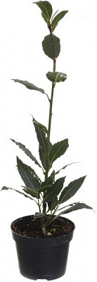 Растение комнатное Лавр 10х25 см