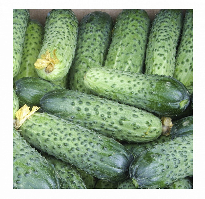 Насіння Професійне насіння огірок Мадрілен F1 10 шт. (4820176698117)