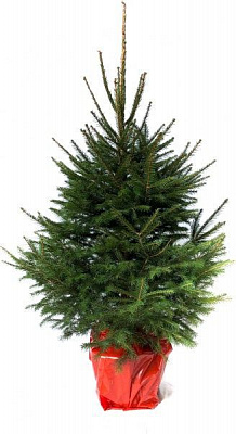 Саженец Ель европейская в горшке 1,5 м.