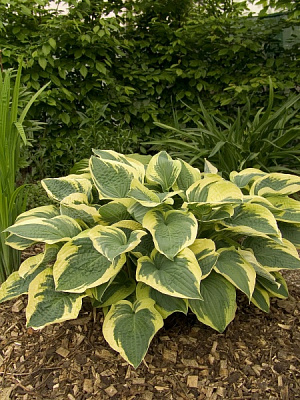 Корневище хосты Астен Дикинсон 1 шт. 