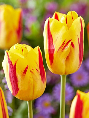 Луковица TUBERBULB Export B.V. тюльпана триумф Вашингтон 3 шт. 