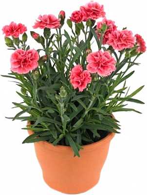 Растение Гвоздика d12