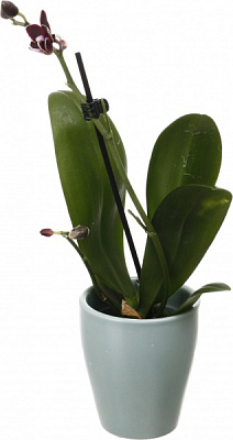 Растение комнатное Фаленопсис мини микс 6х15 см в керамике 1 ствол