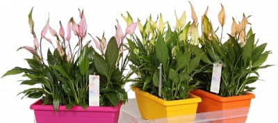 Растение Спатифиллум 10х30 см крашеный микс