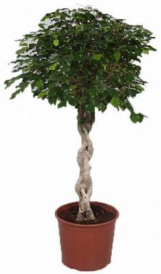 Растение Фикус Экзотика плетеный штамб 27/120