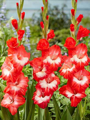 Бульбоцибулина гладіолуса Біч Паті 3 шт.