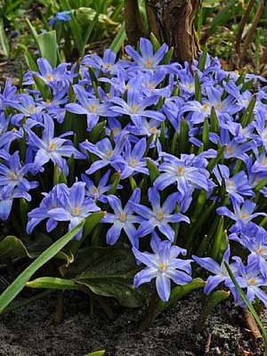 Луковица хионодоксы голубой 5 шт. 