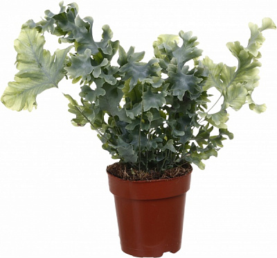 Рослина Флебодіум 12/35