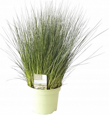 Растение Джункус 12х40 см Pencil Grass