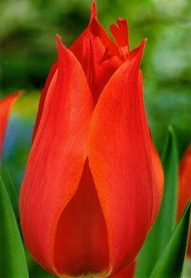 Луковица Яскрава Тюльпан гигантский Temple of Beauty 3 шт. 