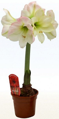 Рослина Амарилліс мікс 1рр 13/25