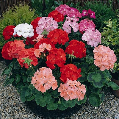 Растение Пеларгония зональная (кустистая) d17