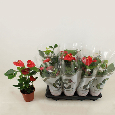 Рослина Антуріум 14х45-50 мікс