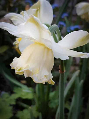 Луковица нарцисса Уайт Марвел 3 шт. 