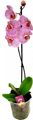 Растение Фаленопсис 1 ствол d12 h40 + A2