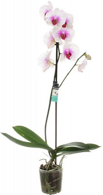 Рослина Фаленопсис 1 рр мікс 12х55 см
