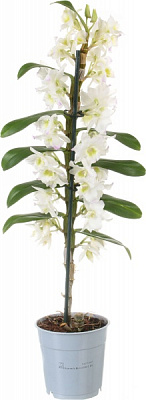 Растение Дендробиум белый Nobile 1 ствол 12х50 см