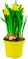Рослина кімнатна Нарцис (2 сорт) 9х15 см