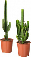 Растение Эуфорбия микс 5,5x10 см