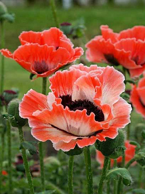 Корневище мака Карнавал 1 шт. 