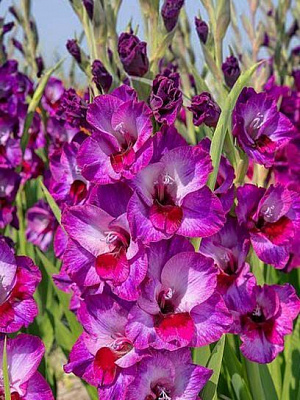 Бульбоцибулина гладіолуса Алфафа 5 шт.