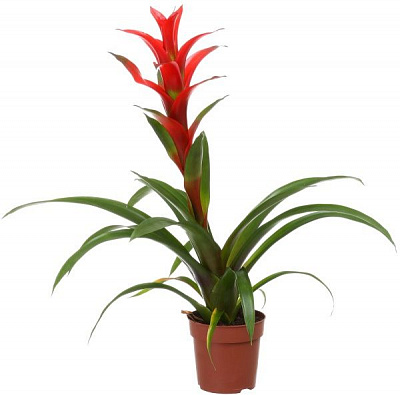 Растение Гузмания микс промо 12х55 см