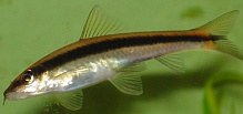 Рыбка Сиамский Водорослеед 3-5 см