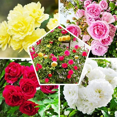 Растение Роза плетистая микс d11/h40